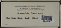 Stemonitis fusca image